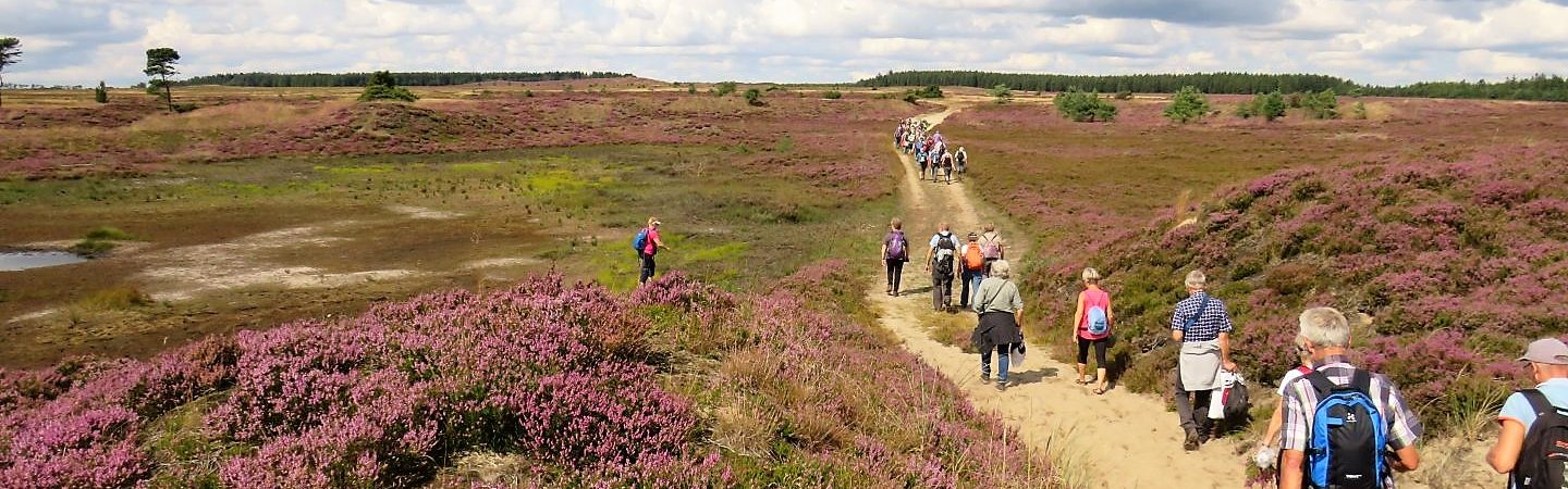 Harrild Hede med indlandsklitter og blomstrende lyng. Foto: Jette Hansen