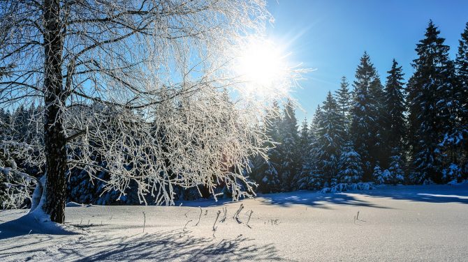 sne skov vinter grantræer foto Pixabay