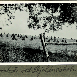 Kornhøst ved Skjoldnæsholm i 1940. Foto Helge Prehn