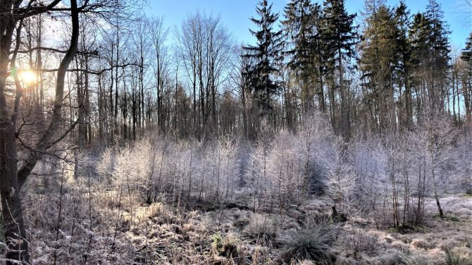 En vinterdag i Ravnsholt Skov. Foto Bente Michelsen