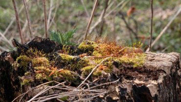 Mosbiotop - en af de småbiotoper, du kan møde på vandreturen. Foto Sten Porse