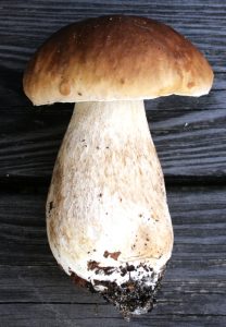Her ses en svamp med en karakteristisk overkrydderagtig hat. Den lever i symbiose med flere træarter. Spiselig rørhat eller karljohan er en fin spisesvamp, sådan som de fleste andre rørhatte også er. Foto Sten Porse