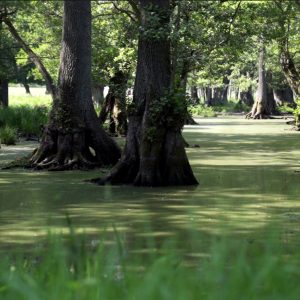 Man kommer forbi meget ellesump på ruten, men i Dyrehaven findes et meget smukt område med gamle elletræer, der danner en mangroveagtig sump.