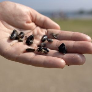 På den lille strand i Lodsparken kan man finde små muslinger.
