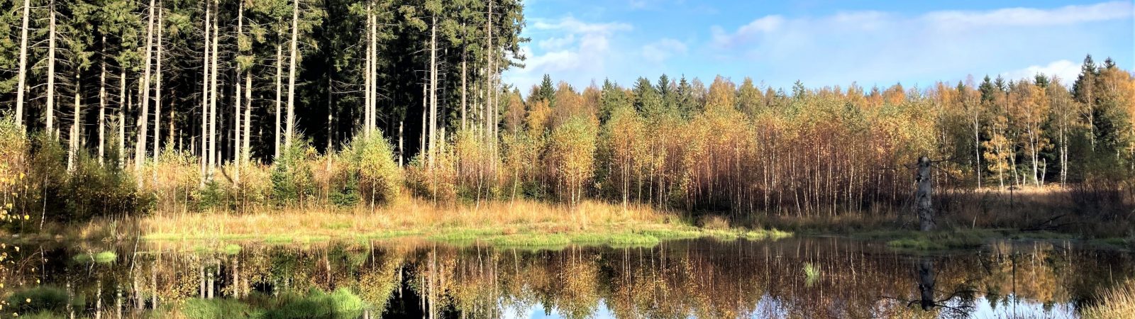 Stille vand i Gribskov. Foto Bente Michelsen