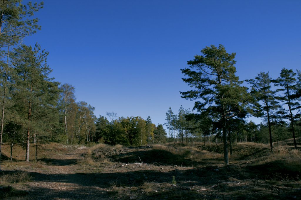 Ålbæk Plantage. Foto Peter Hansen