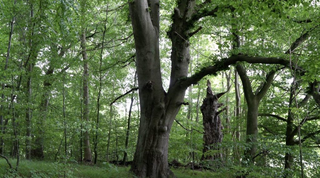Gamle bøgetræer i Hareskoven