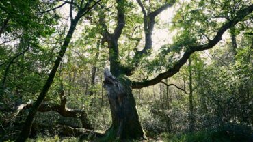 Skovkrukken fra Løgumkloster. Foto Christina Jensen