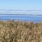 DVL vandretur 23 oktober 2024. Velling og Omegn. Hawblik på Ringkøbing Fjord.