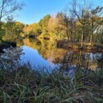 DVL vandretur 19. oktober 2025. Kiddal Plantage og Omme Bakker. En af teglværkssøerne kl. 10.19.