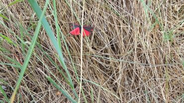 DVL vandretur 4. juni 2026. Blomstertur i Bundsbæk Naturpark. Blodplet kl. 12.12.
