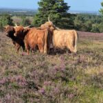 DVL vandretur 6. september 2026. Øster Lem Hede – Løvstrup plantage. Hvad vil I??? kl. 11.10.