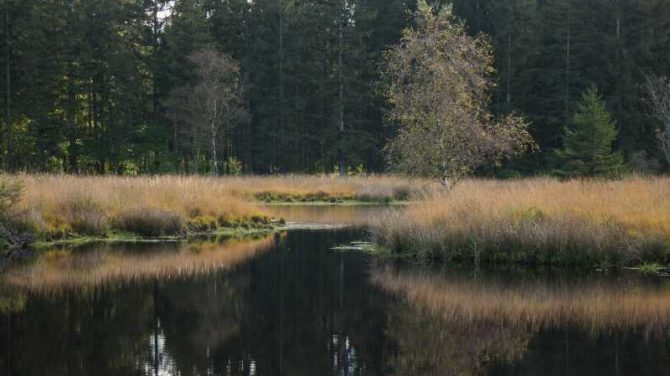 Mose i Frøslev plantage.