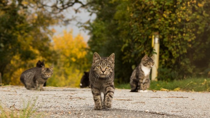 Møder kattene i Stevning