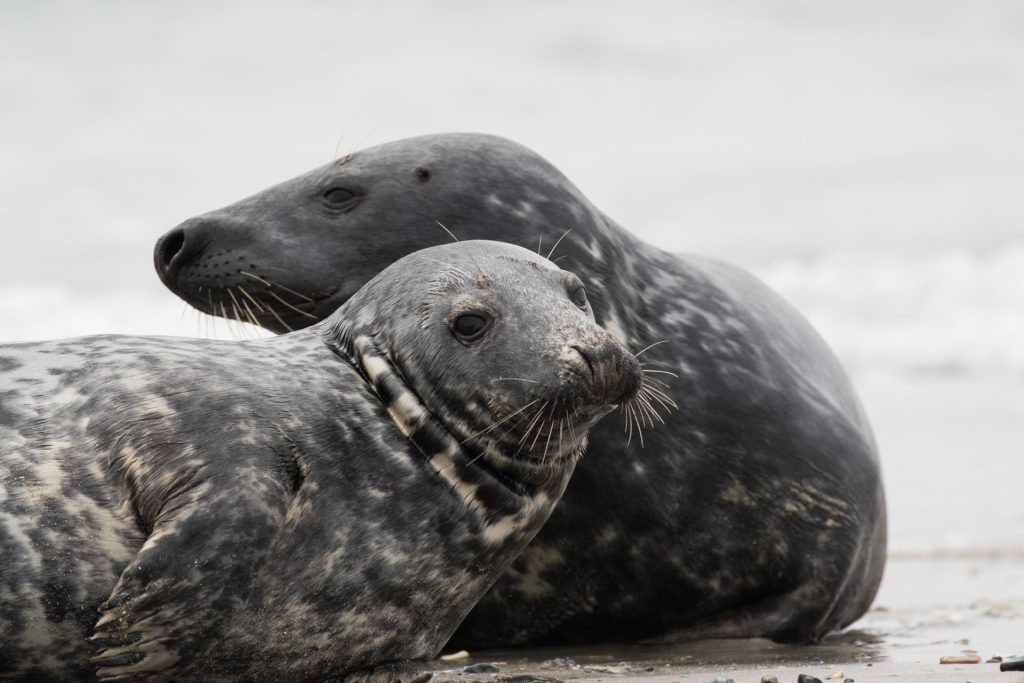 Groblersdal Animals Helgoland – Øen søfarerne sejlede uden om - Sønderjylland Afd.