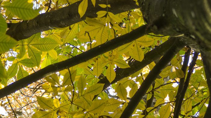 Shagbark Hickory bladene
