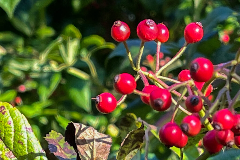 Rosa Multiflora